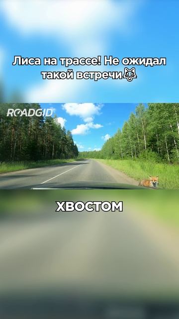 А вы встречали в дороге таких красивых попутчиков? #авто #прикол #видеорегистратор