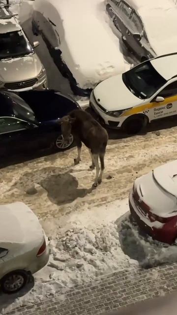 В Балашихе засняли лося, который пытался уехать по своим делам в Москву смотреть онлайн