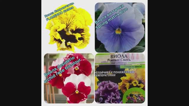 Виола. Результаты всхода семян смотреть онлайн