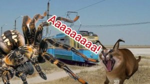 ШЛЕПА В СЕЛО МОЛОЧНОЕ (КЛИП НА СЕРИАЛ)