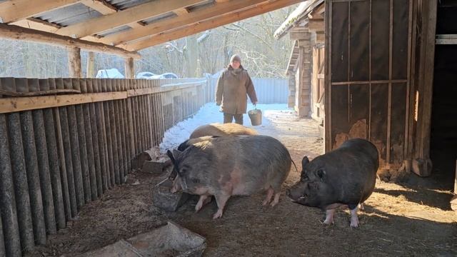 Хутор Замошье/ОТ БОЛЬШОЙ ЦЕННОСТИ ДО ГРУДЫ ХЛАМА_ КАК ВРЕМЯ ОБЕСЦЕНИВАЕТ НАШИ ВЕЩИ. смотреть онлайн