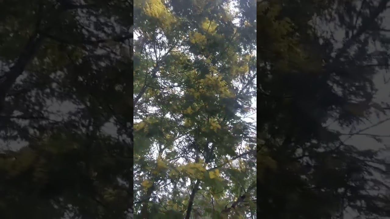 А у нас мимоза во всю цветет. Адлер. #адлер #сочи #мимоза