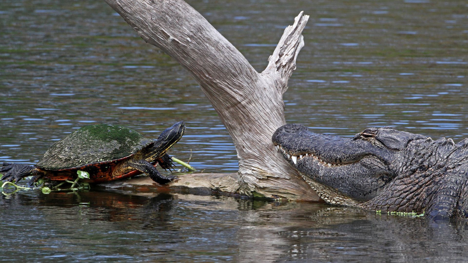 Журнал скорпион -59 смотреть онлайн