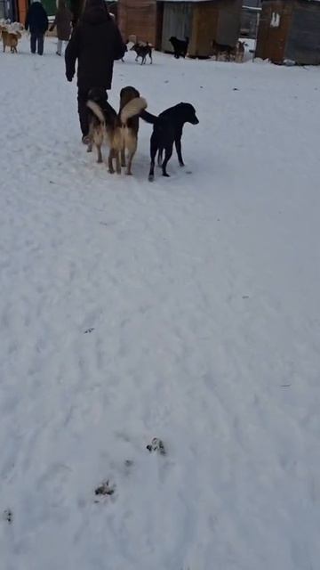 Более 40 тел животных нашли волонтёры на территории приюта "Островок надежды" в ЛО. Из собачьего Более 40 тел животных нашли волонтёры на территории приюта "Островок надежды" в ЛО. Из собачьего