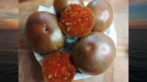 Томаты Польской селекции серии Козула.  т. 89229284031