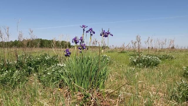 Луговые цветы. Ирис Сибирский.