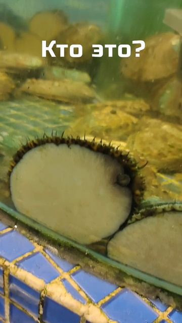 Увидел на острове Хайнань в Китае