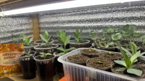 01.02.26 обзор рассады: Эустомы, Пепино, Дизондра, Пеларгония