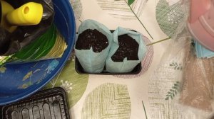 Посадила острые перцы.