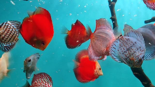 Дискусы. Аквариумные рыбки. Красивые тропические рыбки. Рыбы. Рыбки. Океанариум РИО