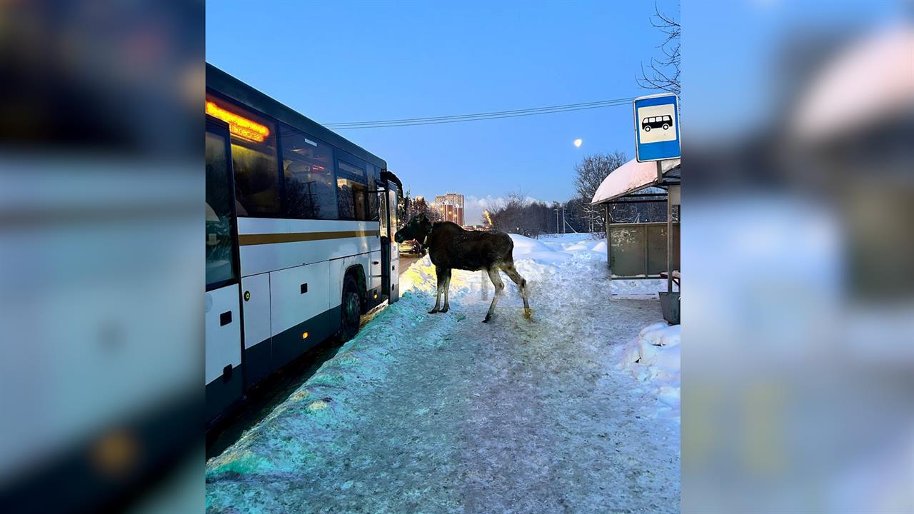 Самого "дисциплинированного" лося сняли на видео в Подмосковье смотреть онлайн