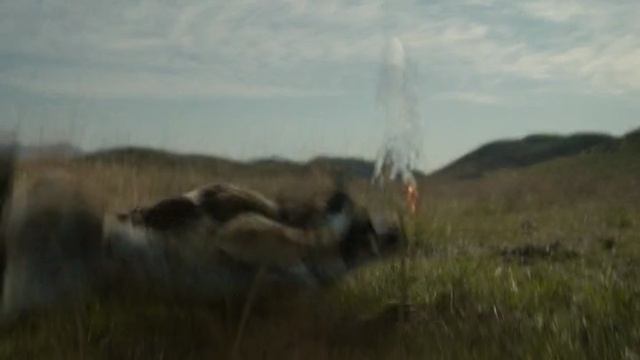 хищник Vs волк