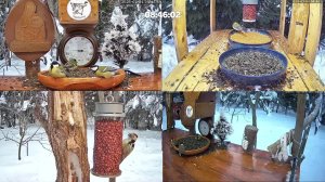 #онлайн_кормушка_для_птиц. 4 февраля 2026 года. г. Калуга