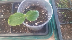 04.02.2026 Рассматриваем различную рассаду. Взошла мимоза.