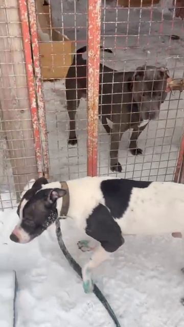 Георг и Шаман # Шереметьевский приют # собаки в дар смотреть онлайн