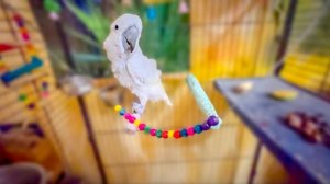 Жорик увидел шустро бегающих  по комнате лисят и стал за ними СЛЕДИТЬ)))