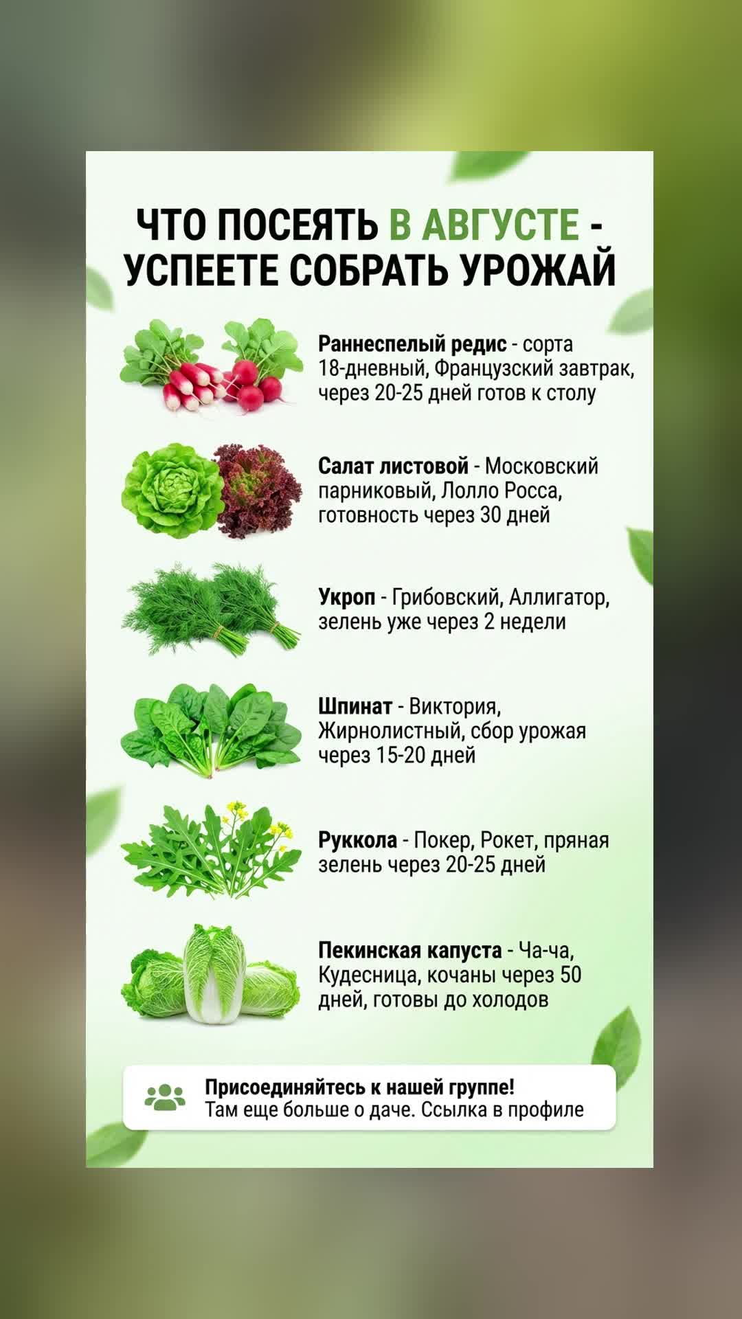 Что посеять в августе для быстрого урожая