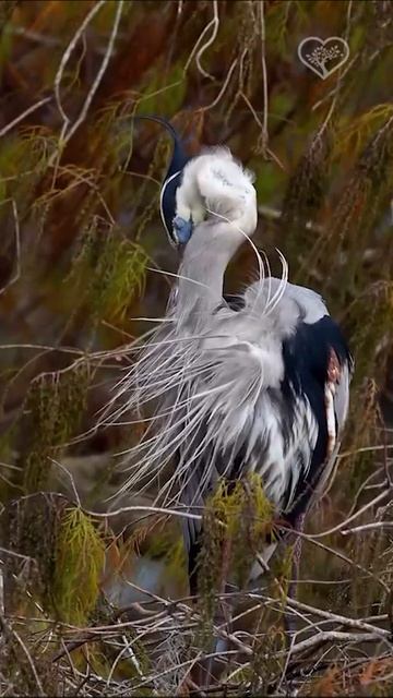 Большая голубая цапля…☀️