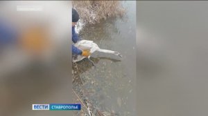 Жители села на Ставрополье спасли обессиленного лебедя