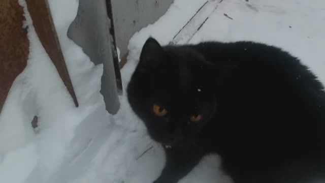 Выходной с детьми. Снег, пурга и КОТЫ. смотреть онлайн