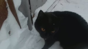 Выходной с детьми. Снег, пурга и КОТЫ.