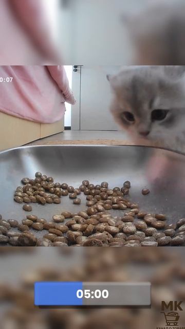 Кошка Ты что, следишь за мной!  #лайфхак #котофейка #топ #cat