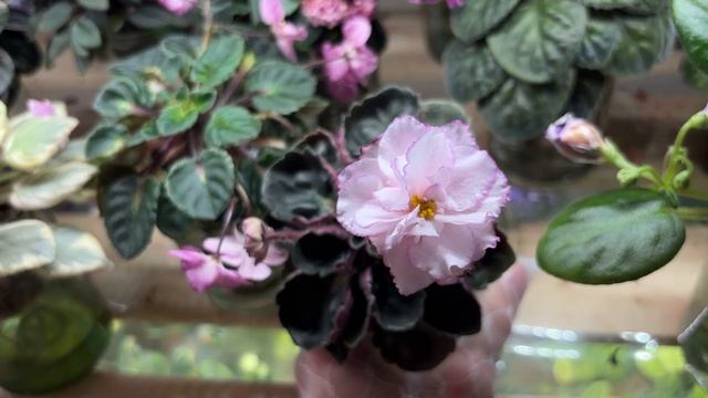 Фиалки Мия, Dark Froggie, Tiny Tulip, Бермудский Треугольник, Искусство Волны, Ветер в Лепестках смотреть онлайн