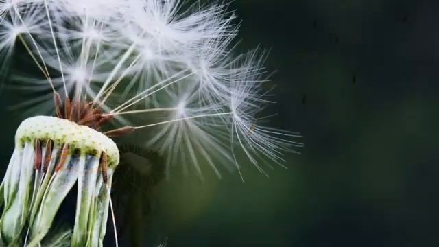 Свободные_размышления_об_образе_зверя_и_политической_ситуации_в