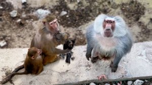 Дом2! вы дома? Табор ВЫСКОЧИЛ - только коней не хватает! Изя с ДИЧЬЮ - кого-то поймала и потрошит!