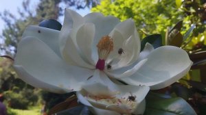 Пчёлки работают