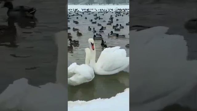 VID_20260204_230043_124.mp4 смотреть онлайн