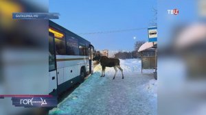 Лосиха Лукерья пыталась пробраться в автобус в Балашихе