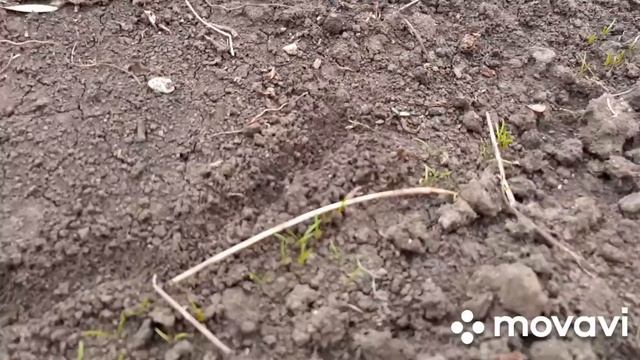 19.03-21.03.24.Пожар🔥. Весна идет 🌺. Обработка деревьев. смотреть онлайн