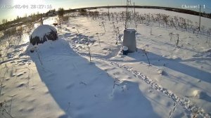 Лоси бегают