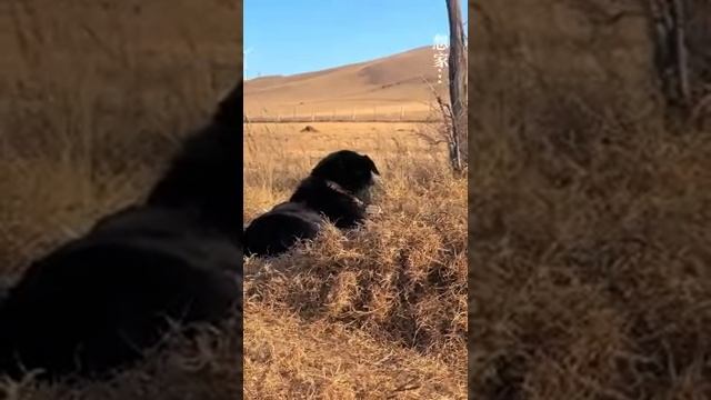 Жизнь на открытом воздухе в степях! #еда #кулинария #Монголия Жизнь на открытом воздухе в степях! #еда #кулинария #Монголия