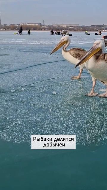 Пеликаны контролируют улов