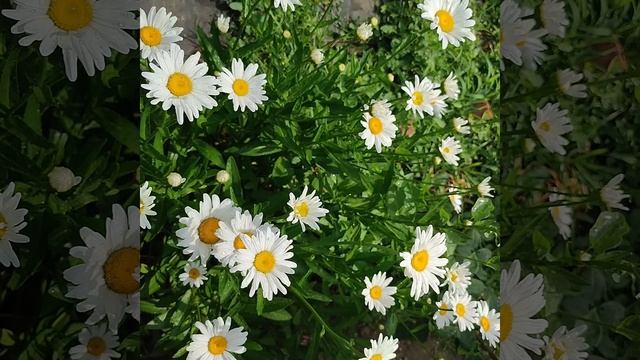 послушать до конца👍 смотреть онлайн