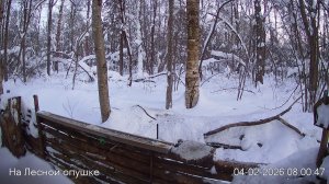 LIVE: На лесной опушке. Природа онлайн