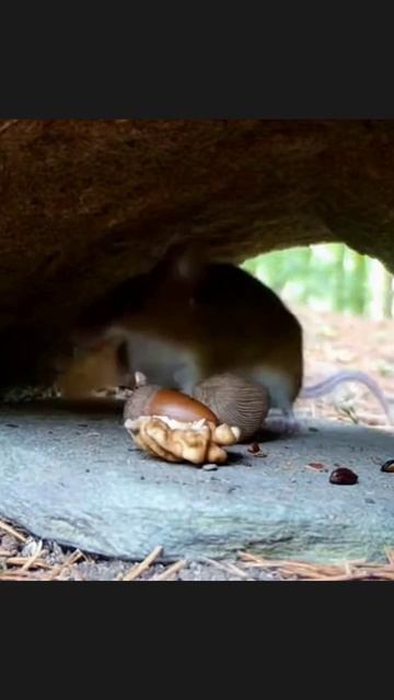 #камеравноре #дикие_животные #зеленая_планета #путешествия #видео_о_животных