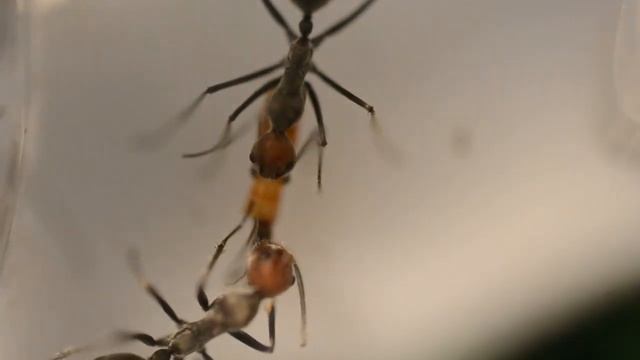 Знакомтесь  Муравьи Кампонотус