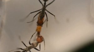 Знакомтесь  Муравьи Кампонотус