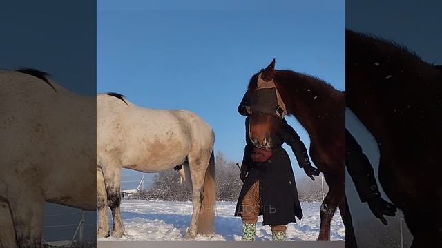 Работаем над Испанским Шагом #насвободе #конерадость #мм #нх #заклинательлошадей