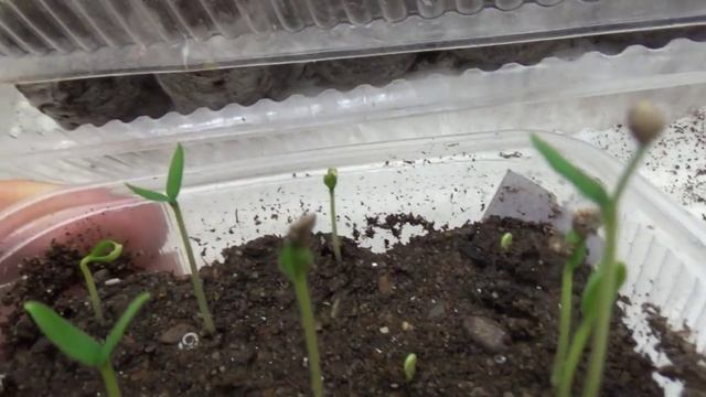 2196.  Посмотрим на черенки гвоздики.