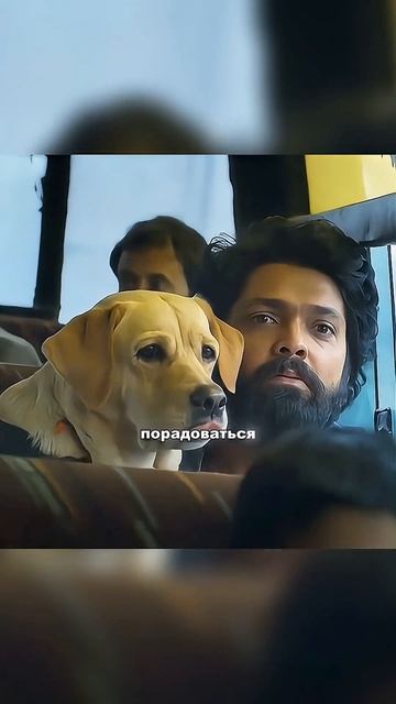 🍿 Мой пес принял участие на соревнованиях для собак смотреть онлайн