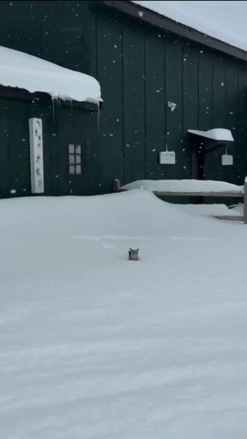 Снега достаточно смотреть онлайн