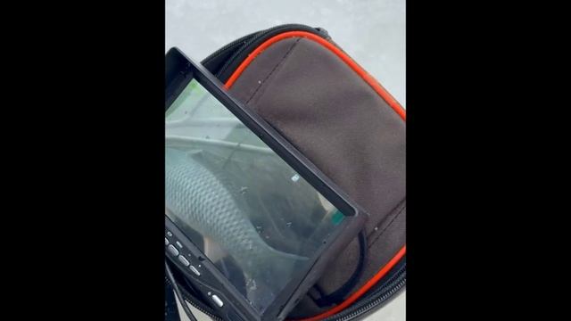 Сазан 03.02.2026