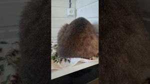 Знакомьтесь,Мия🐈