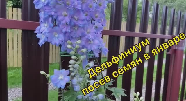Дельфиниум посев семян в январе смотреть онлайн