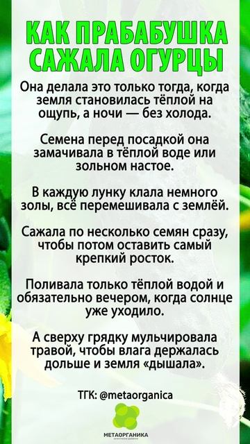 Прабабушка сажала огурцы только тогда
