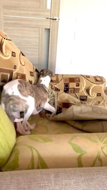 Для настроения ☀️ Из архива, моя собака Юна смотреть онлайн